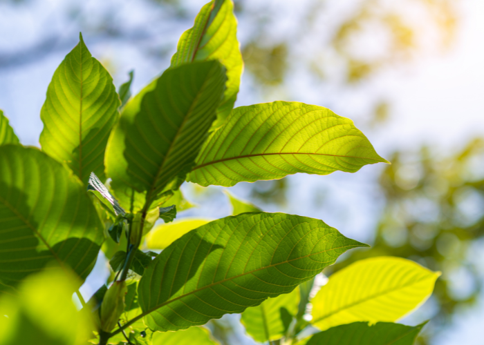 green botanical life plant